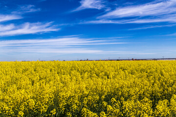 Obraz premium Rapeseed plantation in the autonomy of Castile and Leon. Spain.