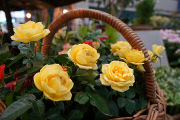Yellow roses in a flower basket