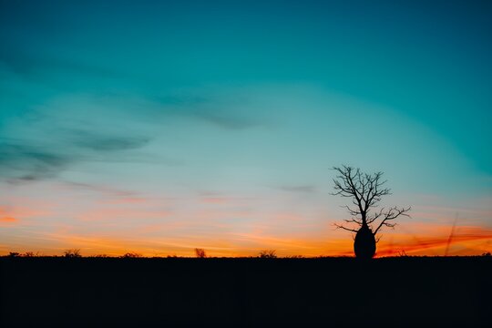 Silhouette of Boab Tree Against Colorful Sky with hues of red, orange, yellow, and blue Outback Western Australia Kimberley Derby Broome Desert