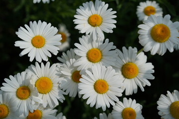 Fototapeta premium Daisy flowers are in full bloom beautifully