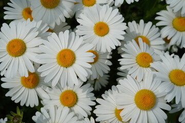 Fototapeta premium Daisy flowers are in full bloom beautifully