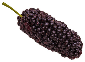 A Blackberry on transparent background. Close up photo isolated fruit. PNG