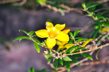Allamanda cathartica blooms with yellow flowers in Thailand.