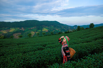 portrait of asian woman wearing  traditional dress picking tea leaf in tea plantation 101, at Chiangrai Province, Thailand