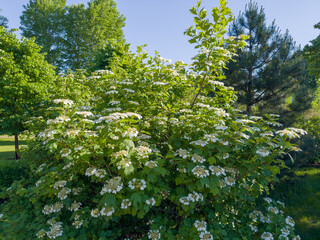 Fototapeta premium Bush of blooming viburnum in a park in sunny day