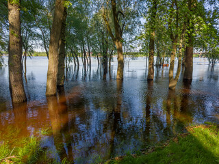 Trees standing in water during the spring flood on river