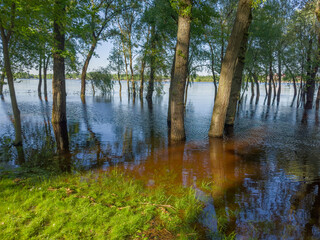 Trees standing in water during the spring flood on river