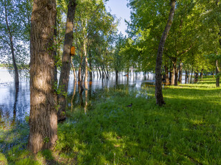 Trees standing in water during the spring flood on river