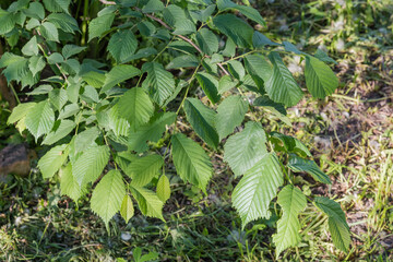 Branches of field elm with fresh leaves on blurred background
