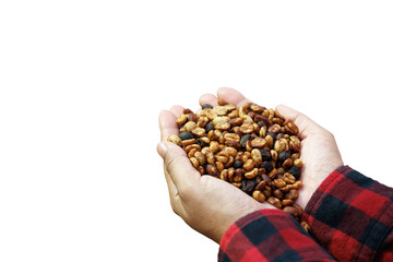 Obraz premium white background isolated hand of woman farmer showing and checking quality honey coffee bean natural sun dry process