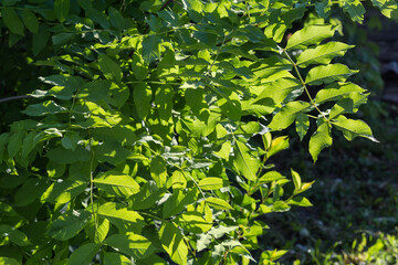 Branches of the ash-tree on blurred background backlit