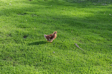 Big domestic chick walks on the lawn overgrown with knotweed