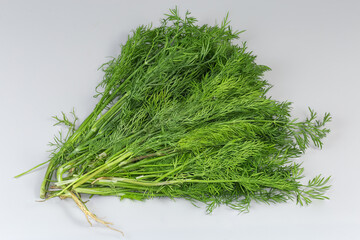 Bunch of freshly harvested dill on a gray background