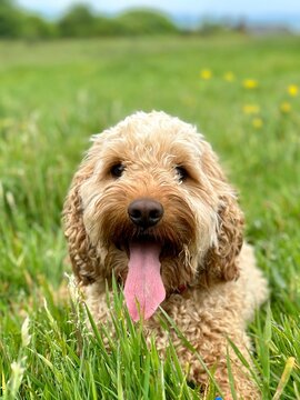Happy Golden Cockerdoodle on a sunny day in a field