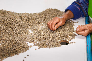 workers hands sorting quality of coffee beans.