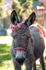Fototapeta premium Donkey with a wreath of flowers on its head