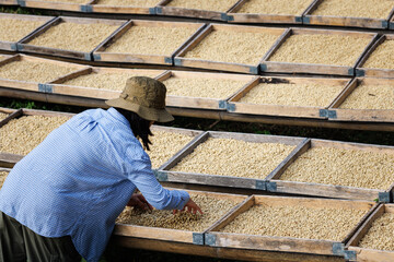 farmer checking quality coffee bean natural sun drying rack .