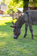 Cute donkey on the farm in spring light.