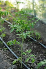 Tomato seedling in the morning light