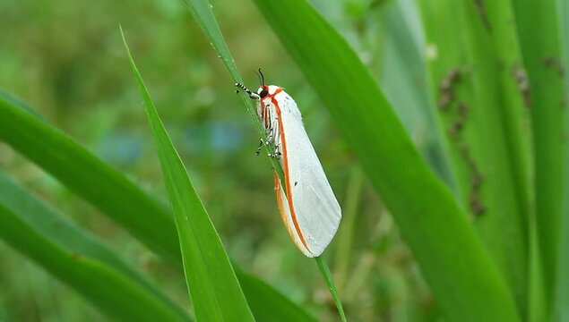a White moth "chionarctia nivea" in the wild, macro, close up, phototage, insect.