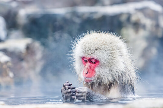 Snow Monkey Japanese Macaque baithing in natural hot spring Yamanouchi Japan