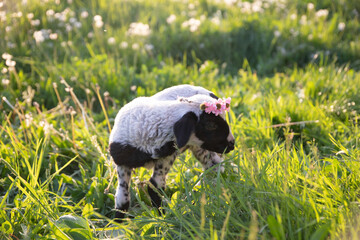 Beautiful baby lamb with flower wreath in magic light