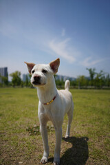 A white dog with a red collar is standing in a sunny park