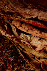 Dried cutted tobacco leaves. Textured abstract background.