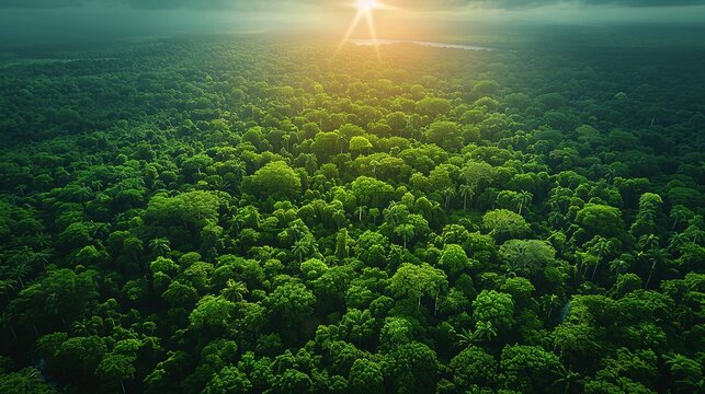 Environmental conservation concept, A dense forest canopy viewed from above, underscoring the significance of preserving forest ecosystems. Realistic Photo,