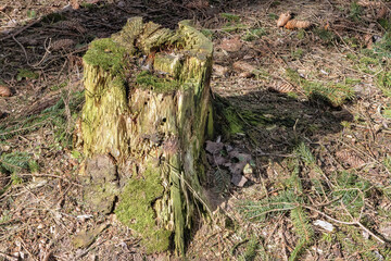 Old spruce tree stump in the forest