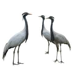 cranes isolated on a white background