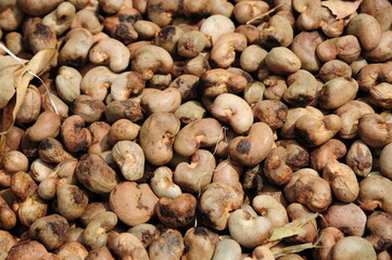 cashew nuts heap background with shell. Top view. Flat lay