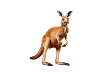 Majestic Kangaroo Stands Tall on a White or Clear Surface PNG Transparent Background.