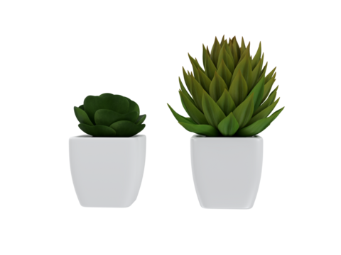 succulent houseplant side view isolated on white or transparent background png cutout clipping path