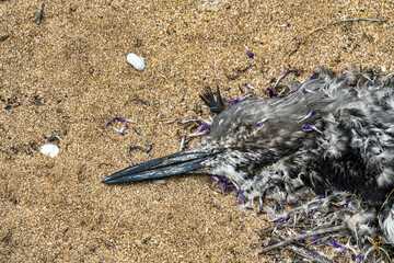 A dead red-throated diver (Gavia stellata) on the Black Sea coast. Winter mortality of aquatic birds in a severe storm