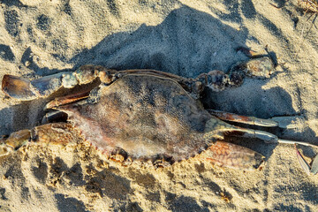 Dead crabs on the Persian Gulf
