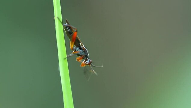 a red marsh fly (Sciomyzidae) wild nature, macro, close up, photography, insect.