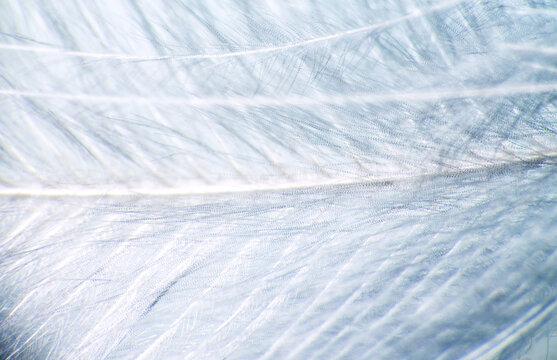 Downy duck feather, vexillum, undercoat , pinnula and quill. Keratins - horny substance can be subtle and graceful. Extreme close up