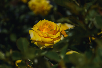Fototapeta premium Yellow roses in May in a rose garden on the outskirts of Tokyo