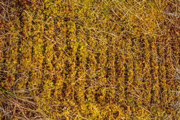 Tracks of an all-terrain vehicle on sphagnum High bog. Such track does not overgrow for many years. Protection of swamps, because swamps, but not forests, provide lion's share of oxygen on planet