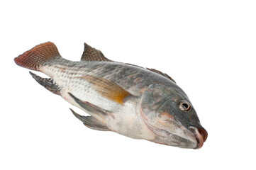 Tilapia fish isolated on white background..