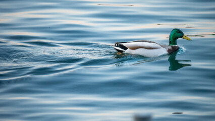 anatra tra le onde del lago maggiore
