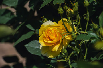Yellow roses in May in a rose garden on the outskirts of Tokyo