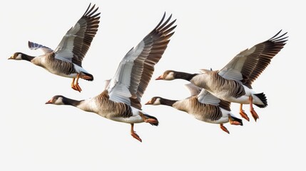 Fototapeta premium Transparent background of flying geese png cut outs, birds, and animals