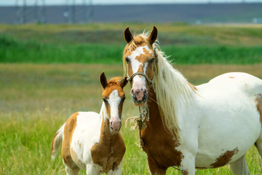 Beautiful thoroughbred horses are raised in the Crimea. A piebald mare with a piebald foal in a steppe meadow.