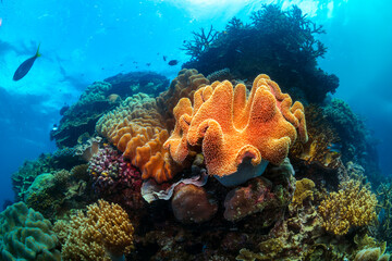 Coral reef, Heron Island Australia