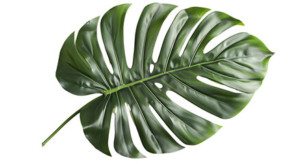 a Tropical green palm leaf, transparent background, png