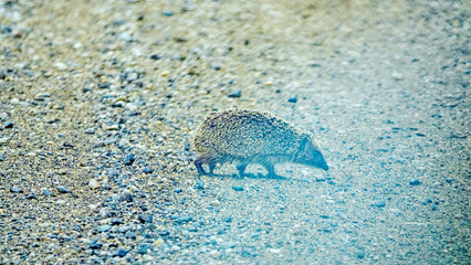 Hedgehog cross a gravelly road in front of a moving car. Shooting through the windshield. Hedgehogs...