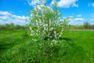 European wild apple (Malus sylvestris). Plot of forest-steppe, blooming wild fruit trees. Type of biocenosis close to natural, primal steppe. Rostov region, Russia