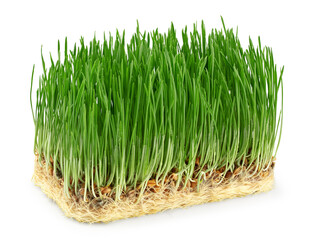 wheat grass isolated on white background. clipping path